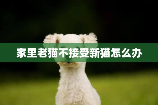 家里老貓不接受新貓怎么辦