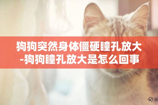 狗狗突然身體僵硬瞳孔放大-狗狗瞳孔放大是怎么回事?