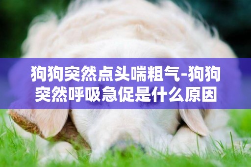 狗狗突然點頭喘粗氣-狗狗突然呼吸急促是什么原因
