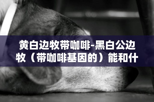 黃白邊牧帶咖啡-黑白公邊牧（帶咖啡基因的）能和什么顏色的邊牧配狗