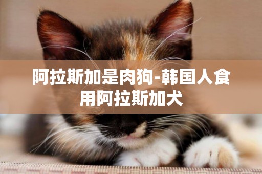 阿拉斯加是肉狗-韓國人食用阿拉斯加犬