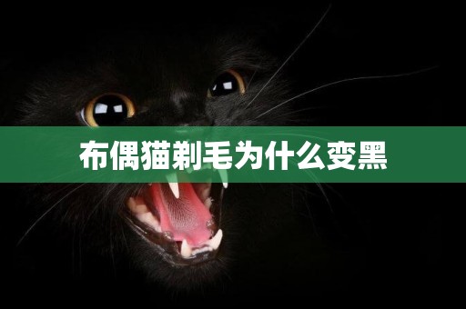 布偶貓剃毛為什么變黑