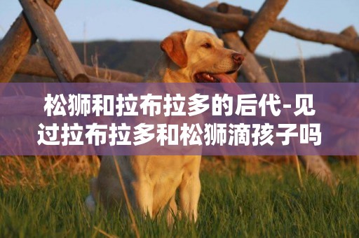 松獅和拉布拉多的后代-見過拉布拉多和松獅滴孩子嗎