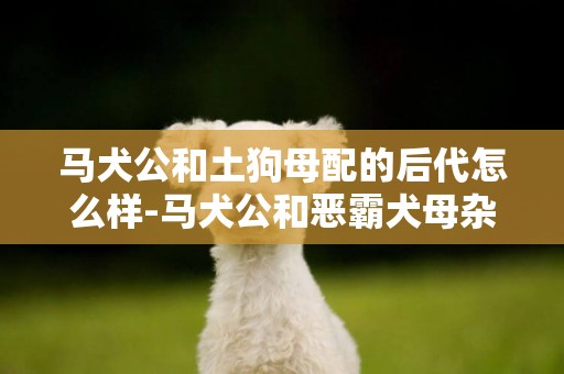 馬犬公和土狗母配的后代怎么樣-馬犬公和惡霸犬母雜交出來的后代是什么狗狗