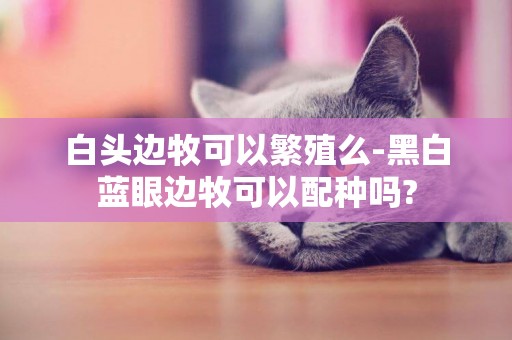 白頭邊牧可以繁殖么-黑白藍眼邊牧可以配種嗎?