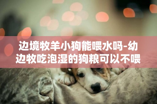 邊境牧羊小狗能喂水嗎-幼邊牧吃泡濕的狗糧可以不喂水嗎