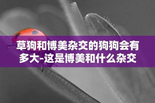 草狗和博美雜交的狗狗會有多大-這是博美和什么雜交的狗狗