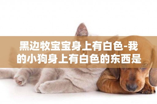 黑邊牧寶寶身上有白色-我的小狗身上有白色的東西是什么？