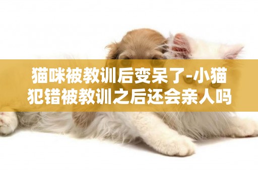 貓咪被教訓后變呆了-小貓犯錯被教訓之后還會親人嗎？