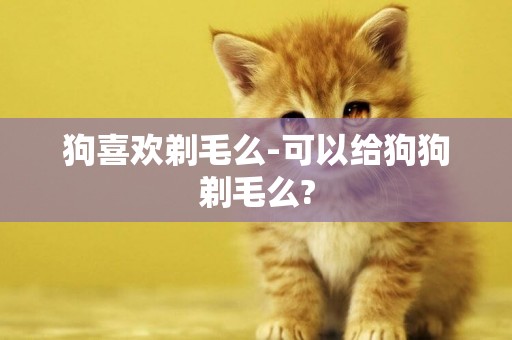 狗喜歡剃毛么-可以給狗狗剃毛么?