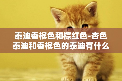 泰迪香檳色和棕紅色-杏色泰迪和香檳色的泰迪有什么區別