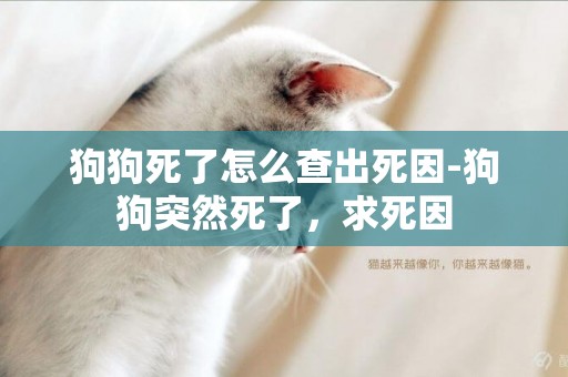 狗狗死了怎么查出死因-狗狗突然死了，求死因