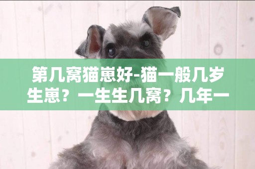 第幾窩貓崽好-貓一般幾歲生崽？一生生幾窩？幾年一次？