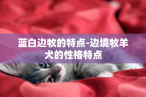 藍白邊牧的特點-邊境牧羊犬的性格特點