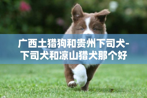 廣西土獵狗和貴州下司犬-下司犬和涼山獵犬那個好