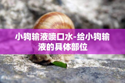 小狗輸液噴口水-給小狗輸液的具體部位