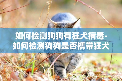 如何檢測狗狗有狂犬病毒-如何檢測狗狗是否攜帶狂犬病毒