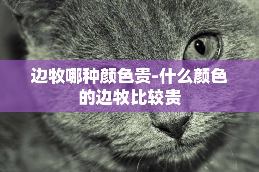邊牧哪種顏色貴-什么顏色的邊牧比較貴