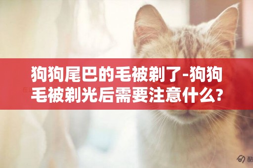 狗狗尾巴的毛被剃了-狗狗毛被剃光后需要注意什么?