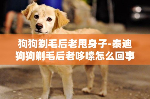 狗狗剃毛后老甩身子-泰迪狗狗剃毛后老哆嗦怎么回事