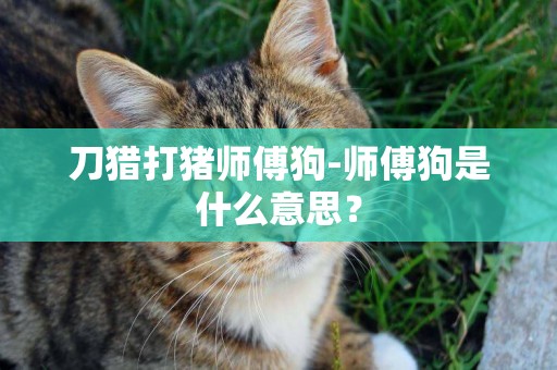 刀獵打豬師傅狗-師傅狗是什么意思？