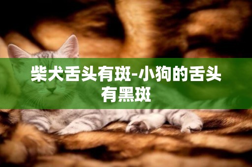 柴犬舌頭有斑-小狗的舌頭有黑斑