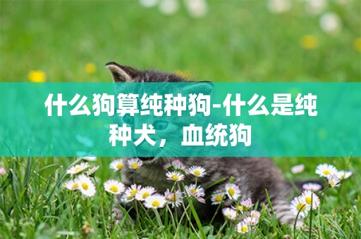 什么狗算純種狗-什么是純種犬，血統狗