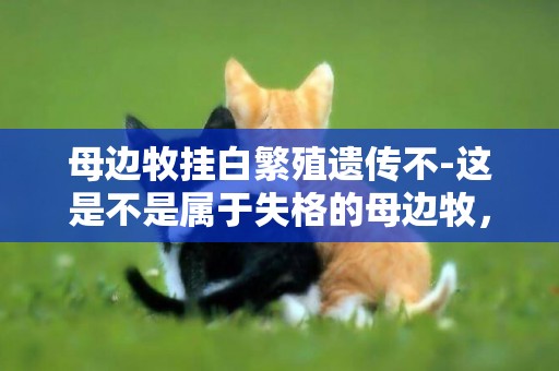 母邊牧掛白繁殖遺傳不-這是不是屬于失格的母邊牧，以后是不是不能繁殖