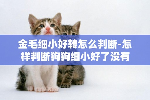 金毛細小好轉怎么判斷-怎樣判斷狗狗細小好了沒有