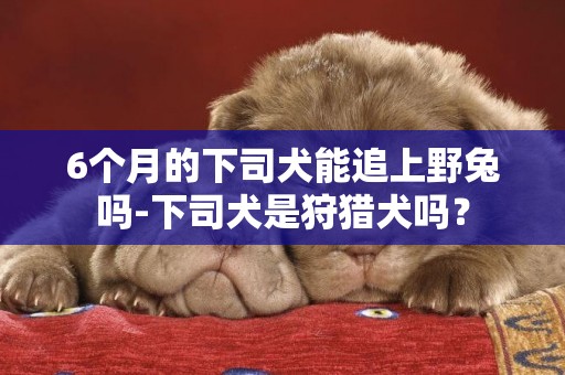 6個月的下司犬能追上野兔嗎-下司犬是狩獵犬嗎？