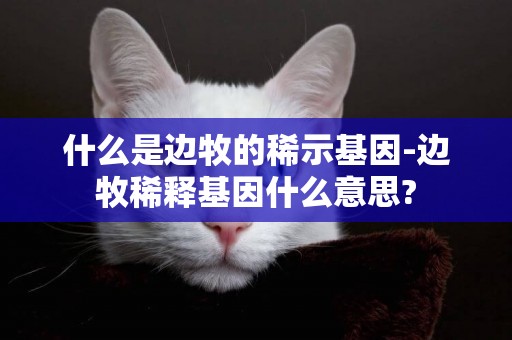 什么是邊牧的稀示基因-邊牧稀釋基因什么意思?