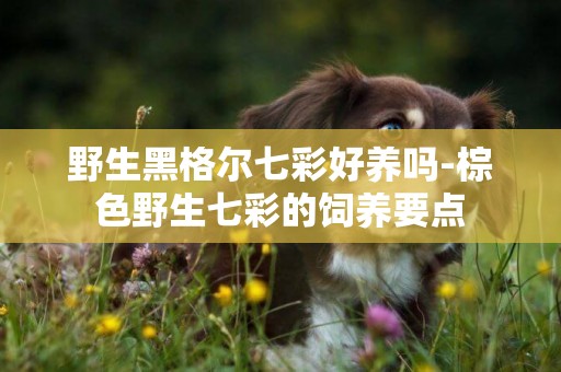 野生黑格爾七彩好養嗎-棕色野生七彩的飼養要點