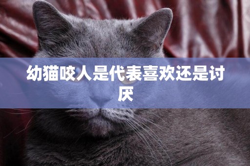 幼貓咬人是代表喜歡還是討厭