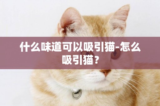 什么味道可以吸引貓-怎么吸引貓？