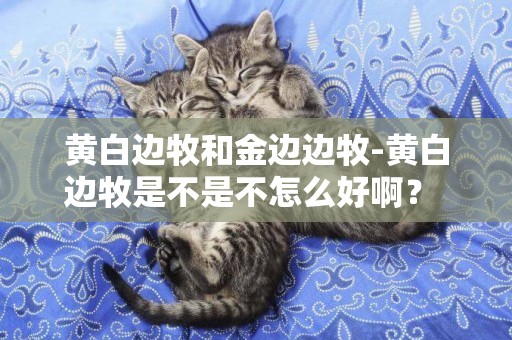 黃白邊牧和金邊邊牧-黃白邊牧是不是不怎么好啊？ 公邊牧小的時候比母的發育晚嗎？