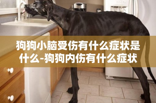 狗狗小腦受傷有什么癥狀是什么-狗狗內傷有什么癥狀