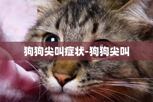 狗狗尖叫癥狀-狗狗尖叫