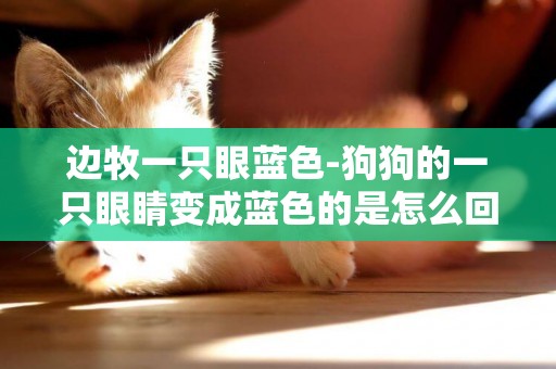 邊牧一只眼藍色-狗狗的一只眼睛變成藍色的是怎么回事？