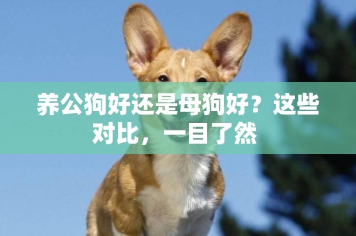 養公狗好還是母狗好？這些對比，一目了然 