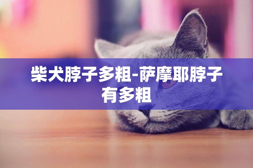 柴犬脖子多粗-薩摩耶脖子有多粗