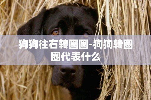 狗狗往右轉圈圈-狗狗轉圈圈代表什么