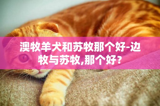 澳牧羊犬和蘇牧那個好-邊牧與蘇牧,那個好？