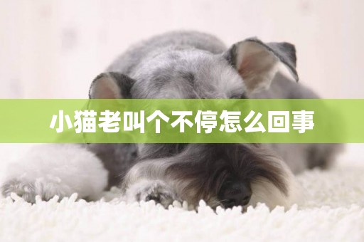 小貓老叫個不停怎么回事