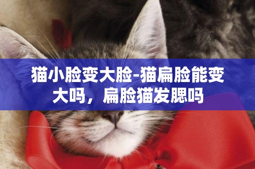 貓小臉變大臉-貓扁臉能變大嗎，扁臉貓發腮嗎