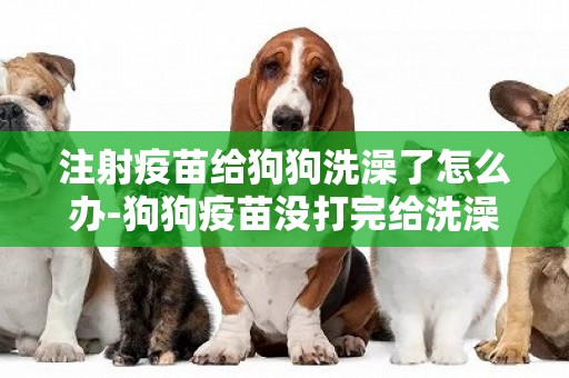 注射疫苗給狗狗洗澡了怎么辦-狗狗疫苗沒打完給洗澡了怎么辦