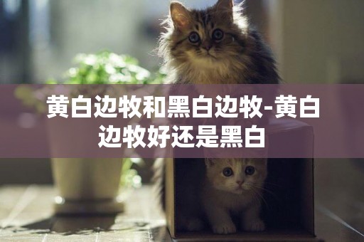 黃白邊牧和黑白邊牧-黃白邊牧好還是黑白