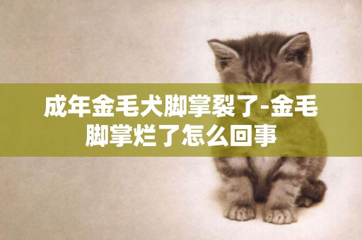 成年金毛犬腳掌裂了-金毛腳掌爛了怎么回事