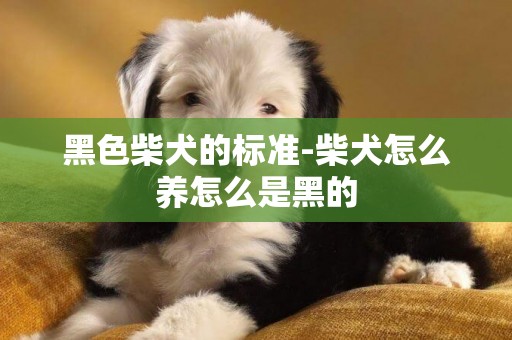 黑色柴犬的標準-柴犬怎么養怎么是黑的