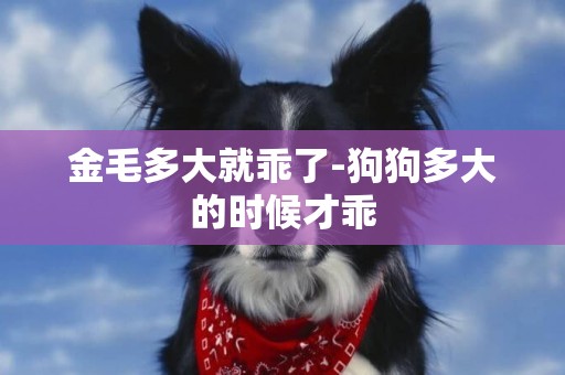 金毛多大就乖了-狗狗多大的時候才乖