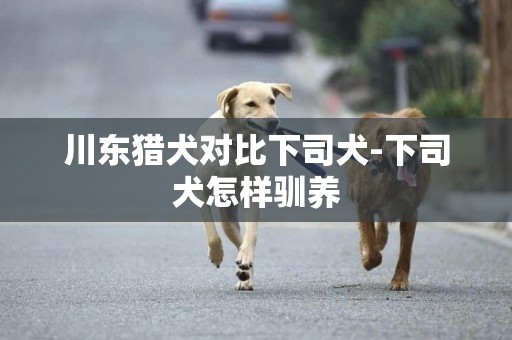 川東獵犬對比下司犬-下司犬怎樣馴養
